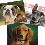 Puppy-Only Pack