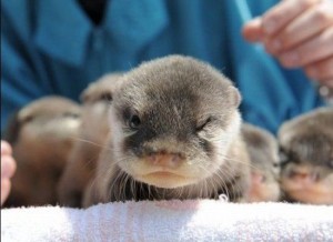 angry Otter